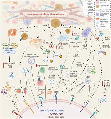 The roles of cancer stem cell-derived secretory factors in shaping the immunosuppressive tumor microenvironment in hepatocellular carcinoma